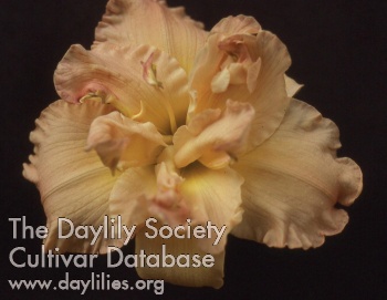 Daylily Angelic Grin